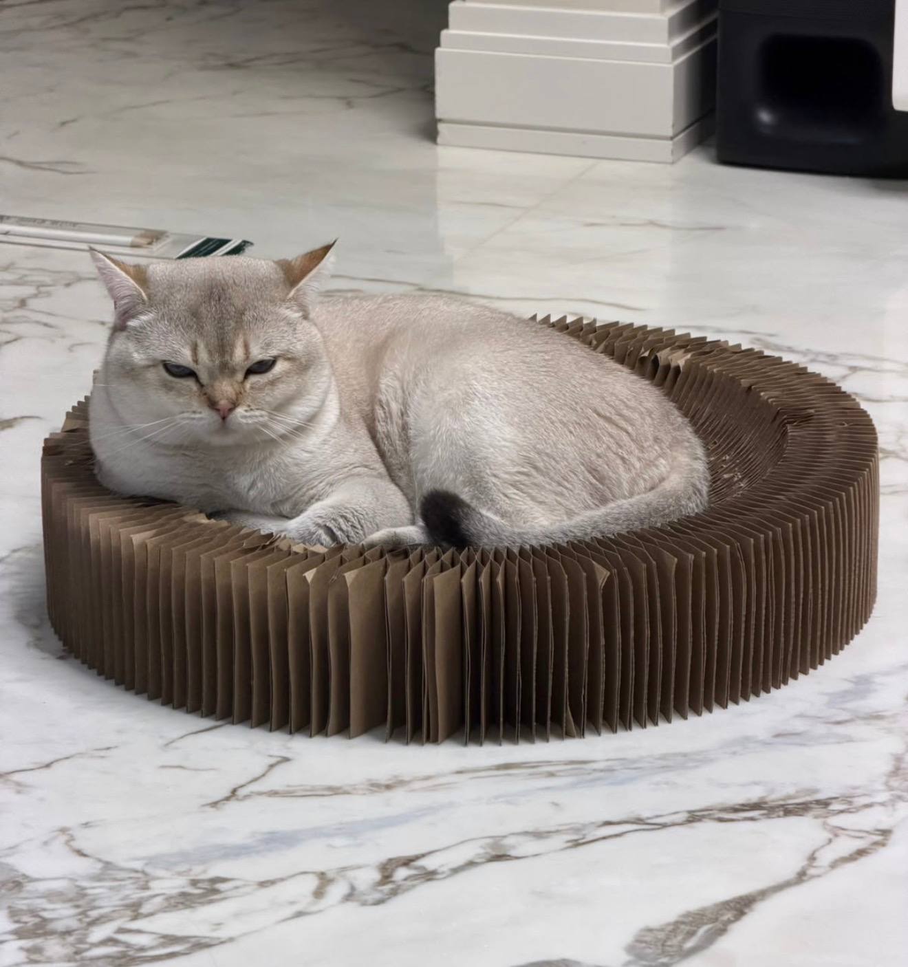 Кот Алины